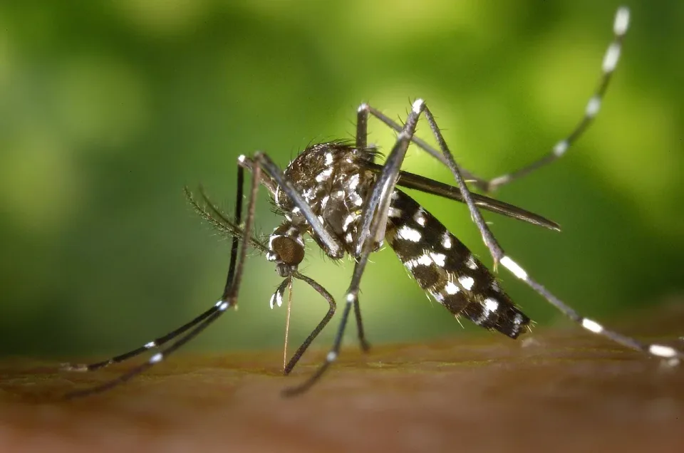Mosquito — Pest Control