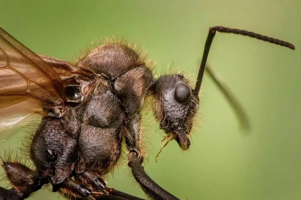 Winged Ant — Pest Control